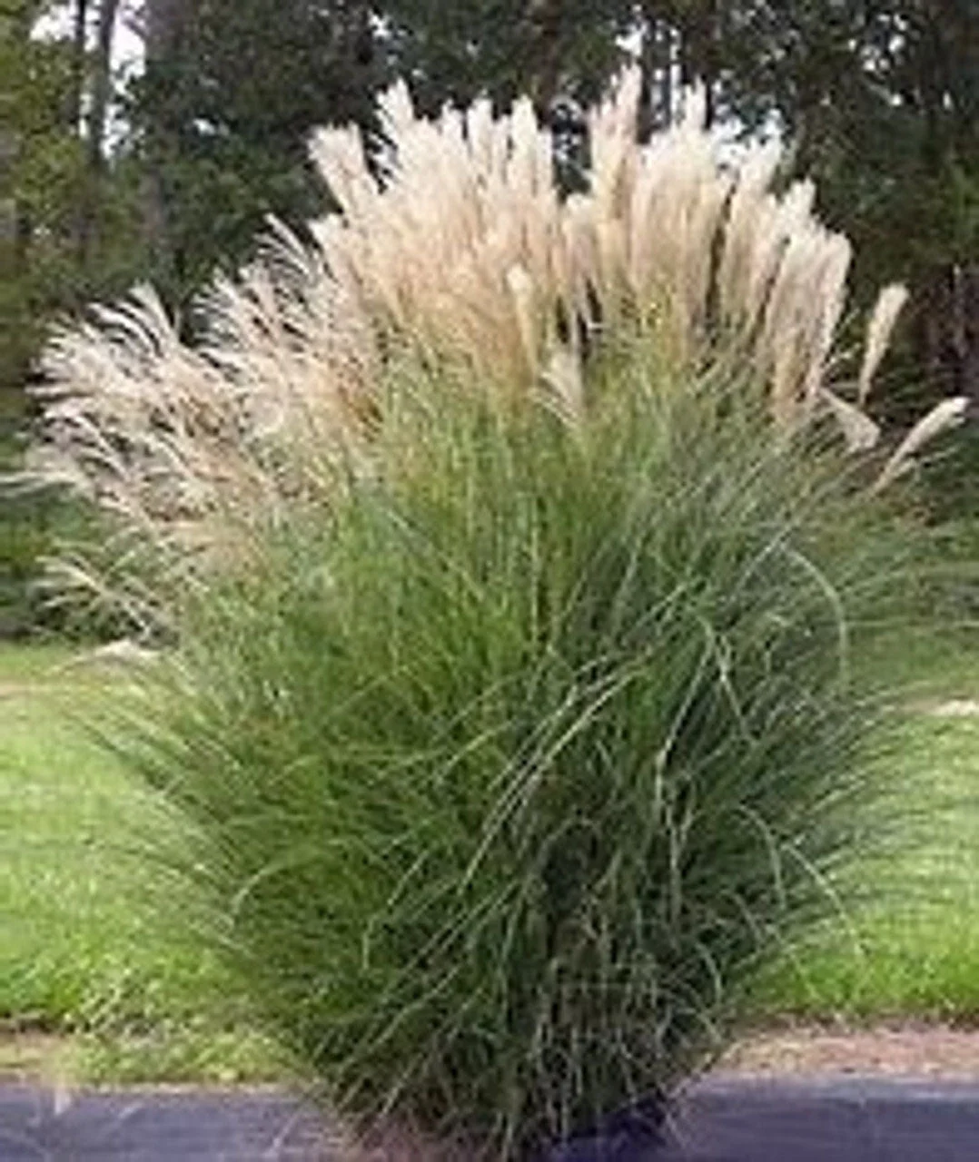 Silver Feather Grass